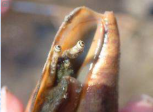 ヤドカリ　野外教室