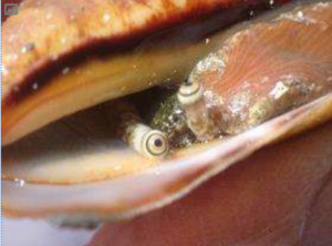 ヤドカリの目　野外教室