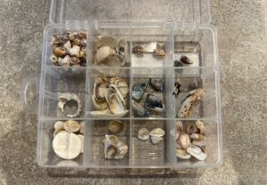 海の生き物　観察会