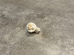 三浦半島　野外観察会